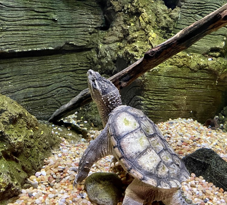 turtle-photo